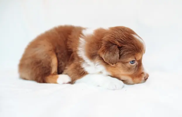 Suczka red tri o jasnym, ciepłym odcieniu. 2