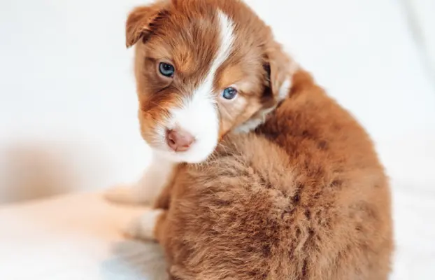 Suczka red tri o jasnym, ciepłym odcieniu. 3