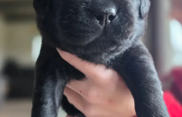 Labrador czarne ZKwP (FCI) szczenięta po Championie, suczki 2