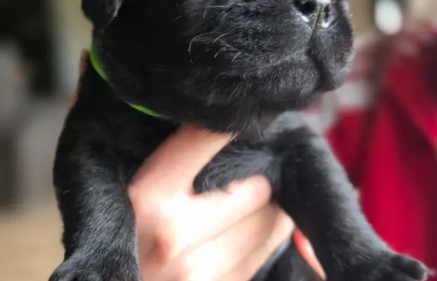 Labrador czarne ZKwP (FCI) szczenięta po Championie, suczki 4