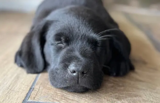 Labrador czarne ZKwP (FCI) szczenięta po Championie, suczki 1