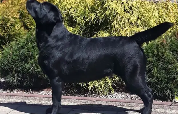 Labrador czarne ZKwP (FCI) szczenięta po Championie, suczki 8