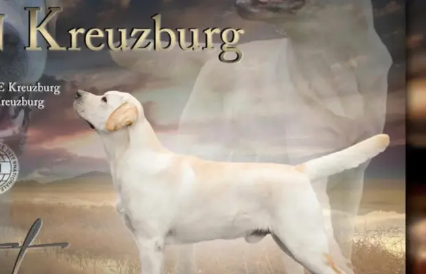 Labrador czarne ZKwP (FCI) szczenięta po Championie, suczki 9