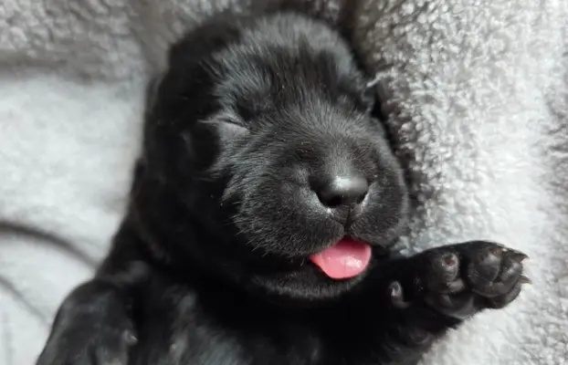 Labrador czarne ZKwP (FCI) szczenięta po Championie, suczki 3