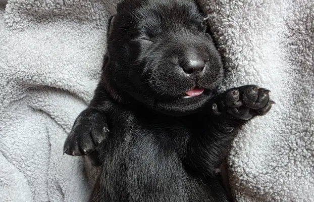 Labrador czarne ZKwP (FCI) szczenięta po Championie, suczki 6