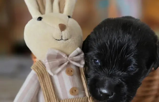 Labrador czarne ZKwP (FCI) szczenięta po Championie, suczki 5