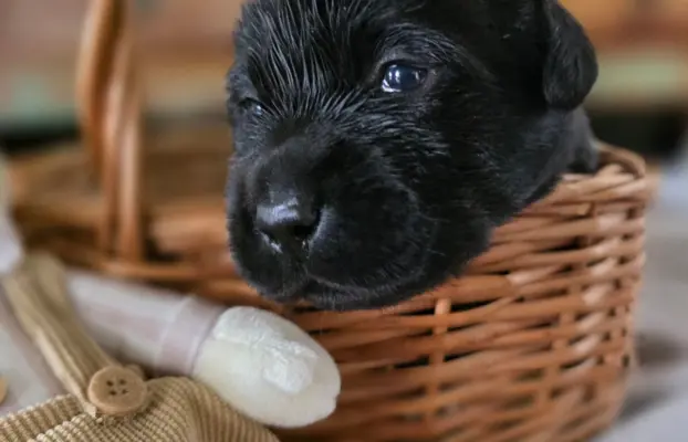 Labrador czarne ZKwP (FCI) szczenięta po Championie, suczki 7