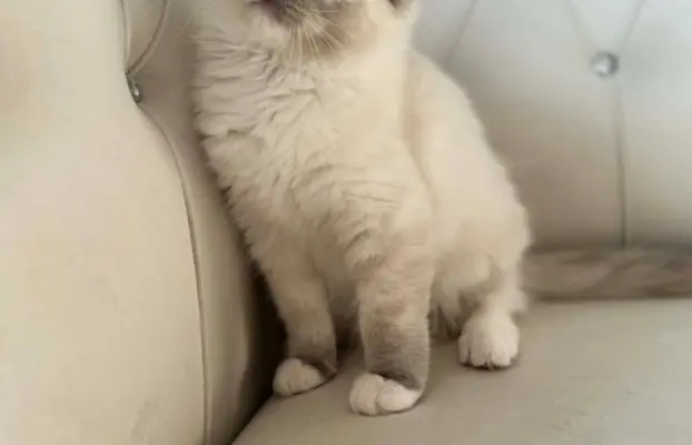 Ragdolle sama słodycz tylko tu 8