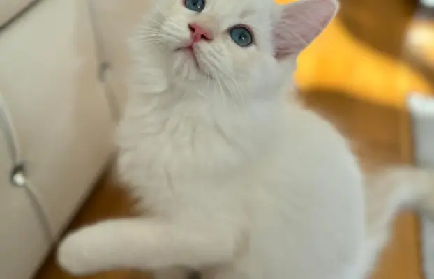 Ragdolle sama słodycz tylko tu 1