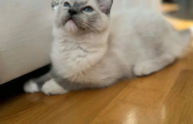 Ragdolle sama słodycz tylko tu 3