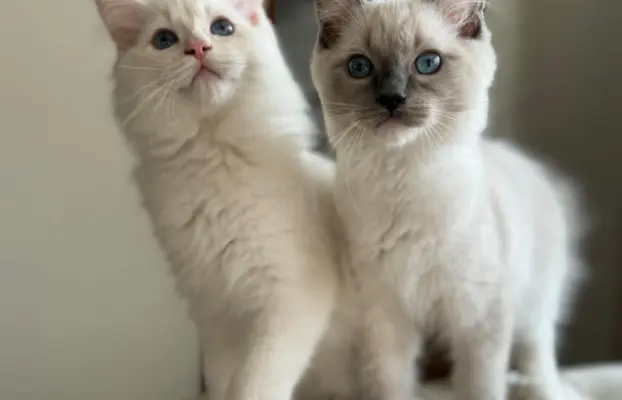 Ragdolle sama słodycz tylko tu 4