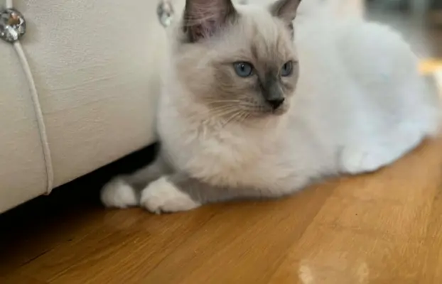 Ragdolle sama słodycz tylko tu 5