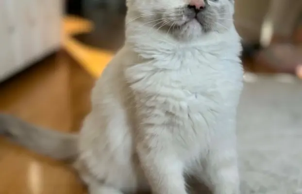 Ragdolle sama słodycz tylko tu 2