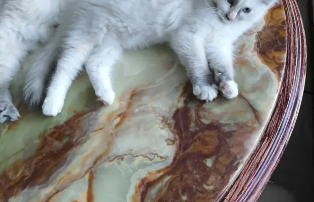 Ragdolle sama słodycz tylko tu 9