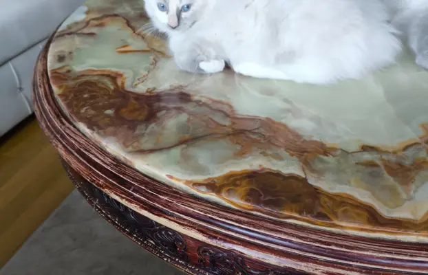 Ragdolle sama słodycz tylko tu 10