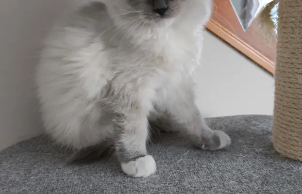 Ragdolle sama słodycz tylko tu 6