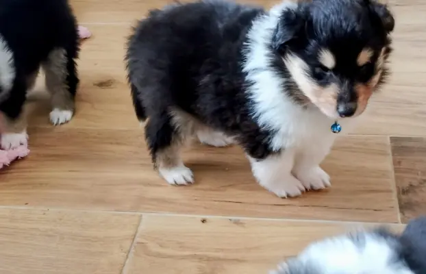 Owczarek szkocki collie długowłosy tricolor szczenięta 2