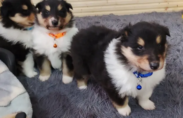 Owczarek szkocki collie długowłosy tricolor szczenięta 3