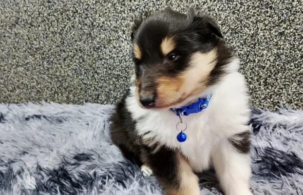 Owczarek szkocki collie długowłosy tricolor szczenięta 4