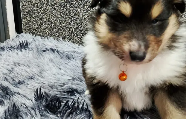 Owczarek szkocki collie długowłosy tricolor szczenięta 5