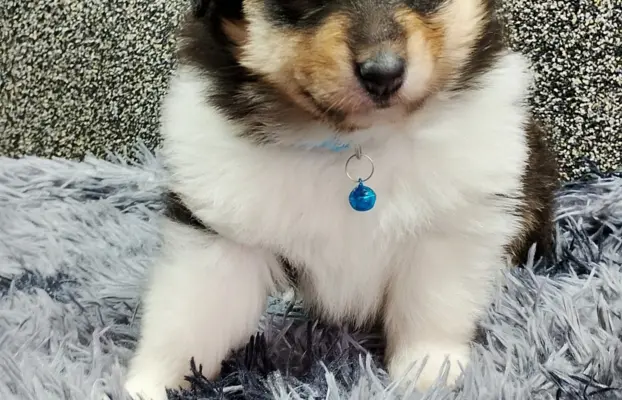 Owczarek szkocki collie długowłosy tricolor szczenięta 1