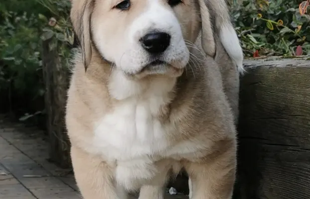 Spektakularne szczenię Owczarka Środkowoazjatyckiego ALABAI 2