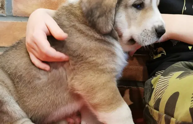 Spektakularne szczenię Owczarka Środkowoazjatyckiego ALABAI 3