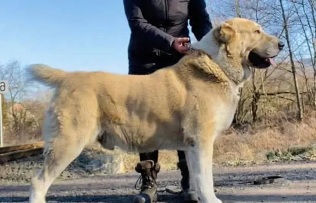 Spektakularne szczenię Owczarka Środkowoazjatyckiego ALABAI 5