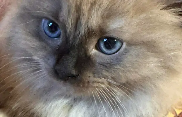 Koteczka Ragdoll Cherubim seal mink - odbiór 15 maja 1