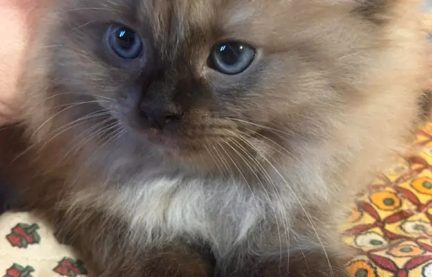 Koteczka Ragdoll Cherubim seal mink - odbiór 15 maja 2