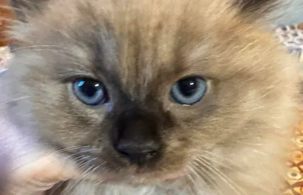 Koteczka Ragdoll Cherubim seal mink - odbiór 15 maja 3