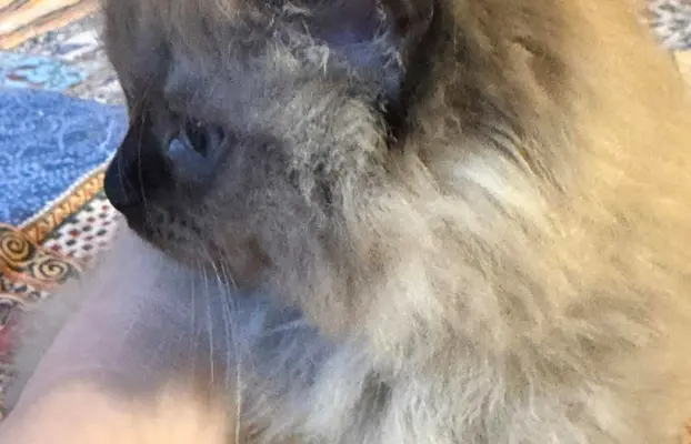 Koteczka Ragdoll Cherubim seal mink - odbiór 15 maja 4