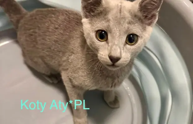 Kotki rosyjskie niebieskie 2