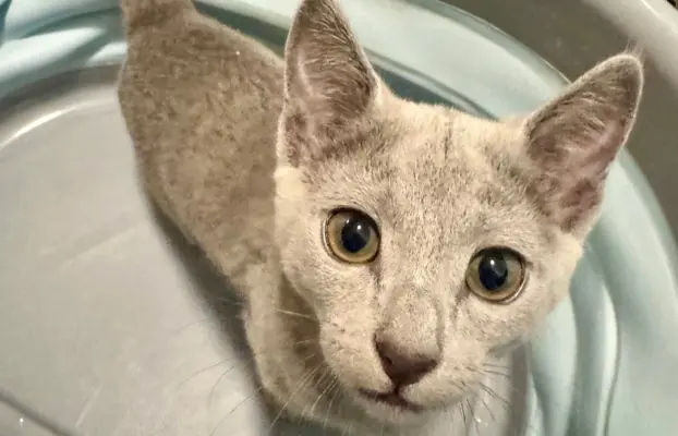 Kotki rosyjskie niebieskie 1