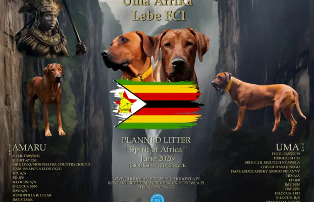 Rhodesian Ridgeback FCI - Spirit of Africa - miot 2026 - Uma 1
