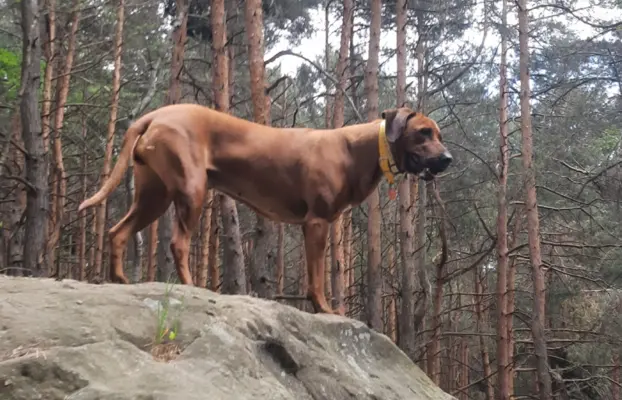 Rhodesian Ridgeback FCI - Spirit of Africa - miot 2026 - Uma 2