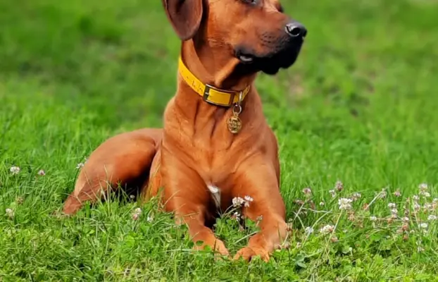 Rhodesian Ridgeback FCI - Spirit of Africa - miot 2026 - Uma 4
