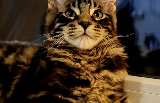 Kocurek Maine Coon, rodowód FPL/Fife 1