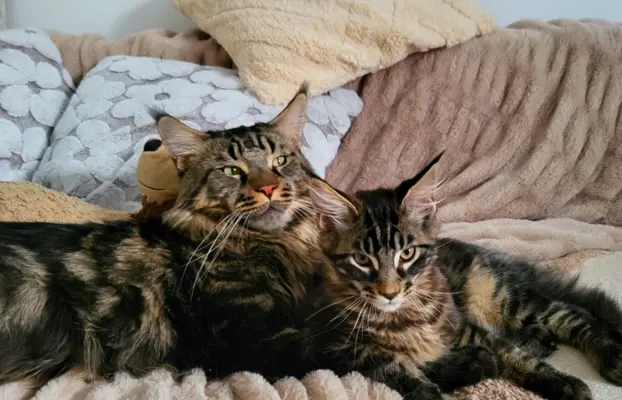 Kocurek Maine Coon, rodowód FPL/Fife 4