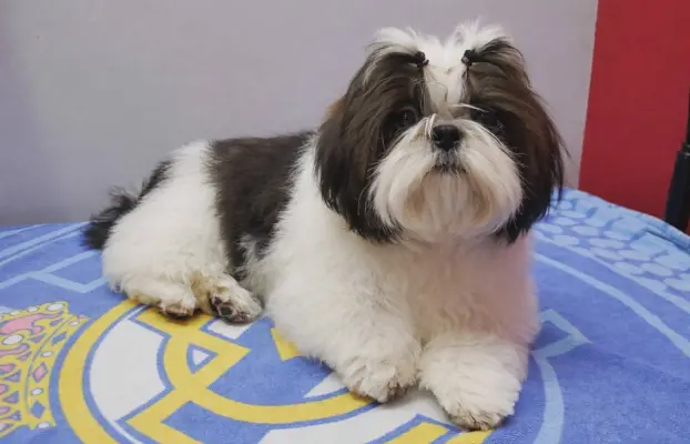 Piesek Shih Tzu 1