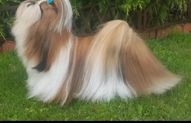 Piesek Shih Tzu 4