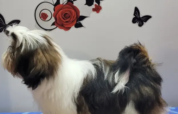 Piesek Shih Tzu 2
