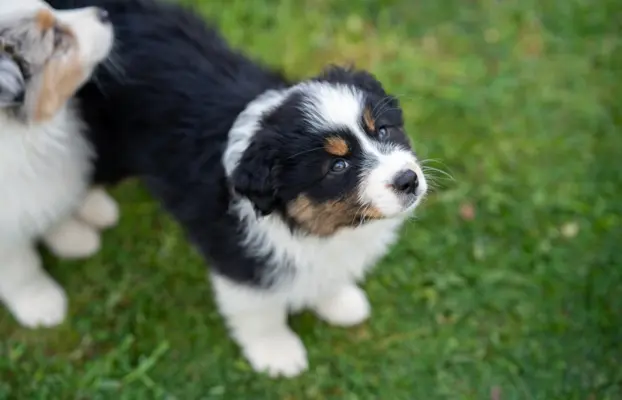 Owczarek Australijski ZKwP/FCI 1