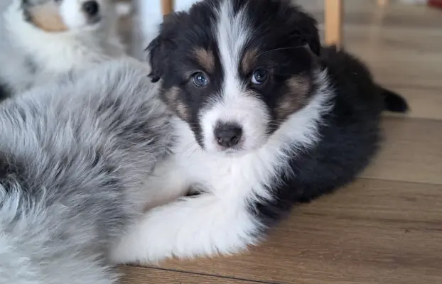 Owczarek Australijski ZKwP/FCI 2