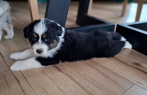 Owczarek Australijski ZKwP/FCI 3