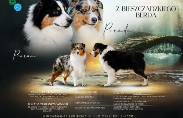 Owczarek Australijski ZKwP/FCI 4