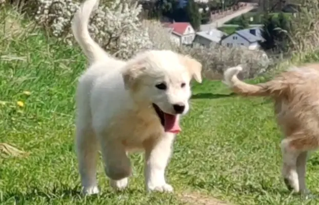 Rasowa suczka XJA ee-red Border Collie z pełną dok. przebada 2