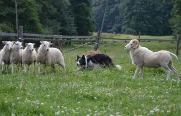 Rasowa suczka XJA ee-red Border Collie z pełną dok. przebada 8