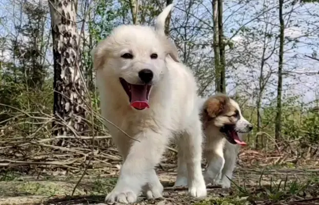 Rasowa suczka XJA ee-red Border Collie z pełną dok. przebada 5