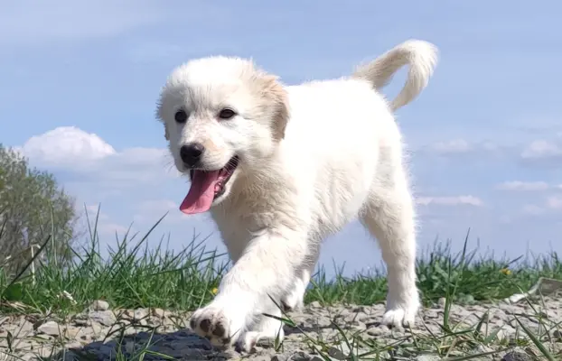 Rasowa suczka XJA ee-red Border Collie z pełną dok. przebada 1